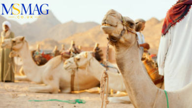 how many camels am i worth