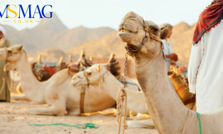 how many camels am i worth