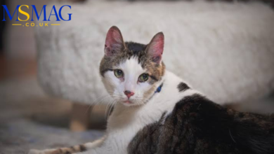 how long are cats pregnant