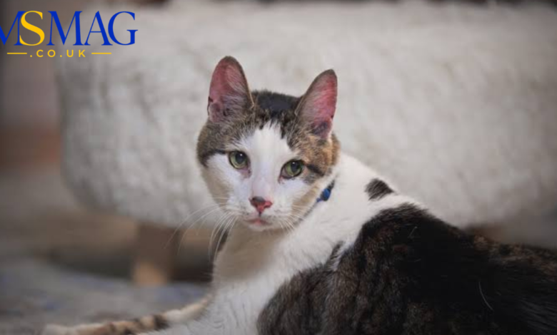 how long are cats pregnant