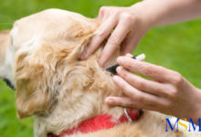 embedded fully ticks on dogs