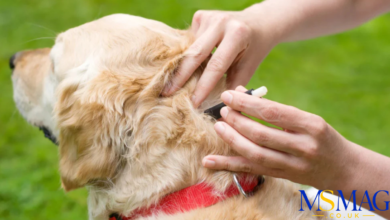 embedded fully ticks on dogs