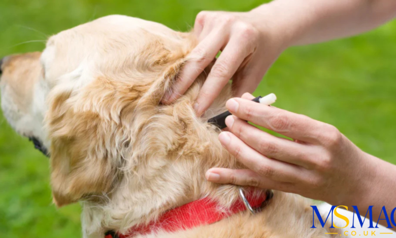 embedded fully ticks on dogs