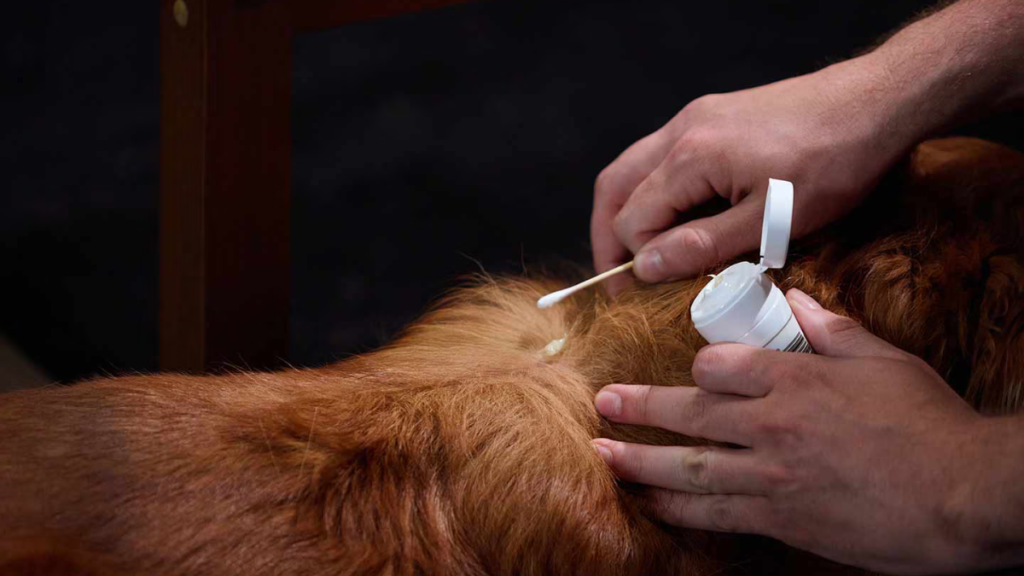 Embedded Fully Ticks on Dogs