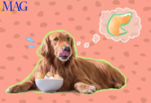 can dogs eat egg shells