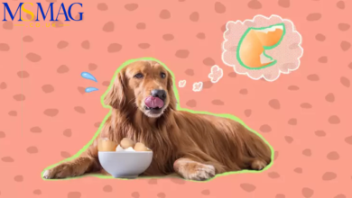 can dogs eat egg shells