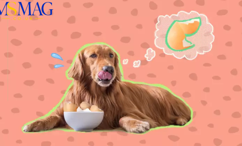 can dogs eat egg shells